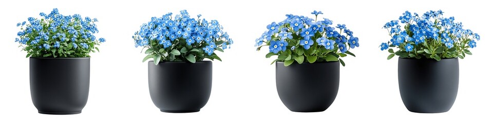 Wall Mural - Blooming Forget-Me-Not in Elegant Black Pot with Vibrant Blue Flowers Isolated on Transparent Background
