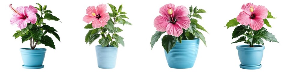 Wall Mural - Elegant Pink Hibiscus Blooming in a Bright Blue Pot Isolated on Transparent Background