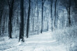 © andreiuc88 - snow covered road in winter forest landscape