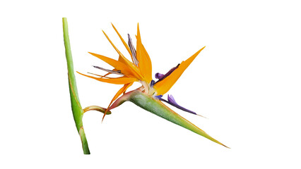 Wall Mural - A flower of the Bird of Paradise (Strelitzia reginae) isolated on white background