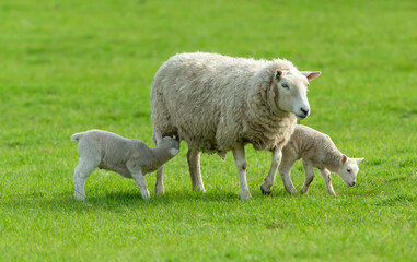 Wall Mural - sheep, mother sheep with her two young lambs in springtime with one lamb suckling. yorkshire dales, 