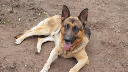 Wall Mural - Beautiful black and red male German Shepherd in nature. Training of large breed dogs.