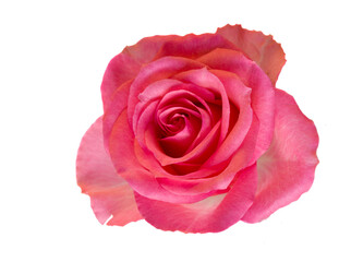 Wall Mural - pink rose