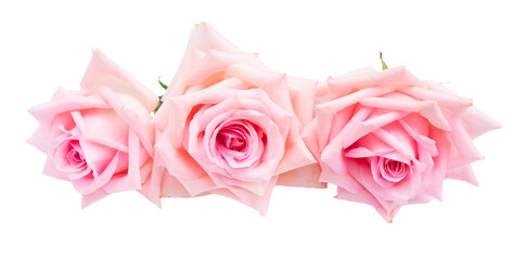 Wall Mural - Pink rose flower on transparent background