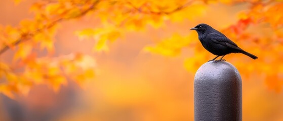 A black bird sitting on top of a metal pole