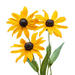 Wall Mural - Three vibrant black-eyed Susan flowers with green leaves on a bright transparent background, of blackeyed susan flowers isolated on transparent background