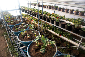 Canvas Print - plants in pots in a greenhouse.strawberry