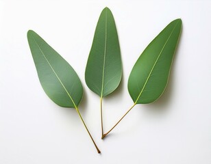 Wall Mural - high quality image of three green eucalyptus leaves on a white background perfect for botanical natural or herbal themed projects