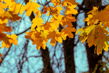 Wall Mural - yellow autumn leaves and black trunks against a blue sky.