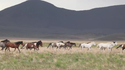 Wall Mural - Wild Horses in the Utah Desert in Springtime