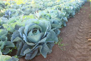 Wall Mural - Green cabbages growing in field on sunny day