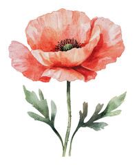 Wall Mural - PNG Beautiful coral poppy flower in watercolor style