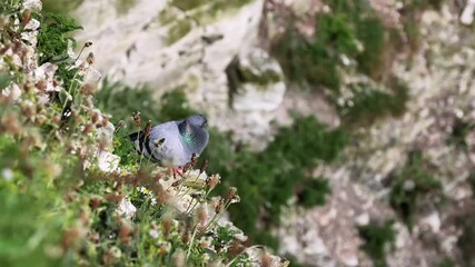 Sticker - Rock dove on the cliff edge.