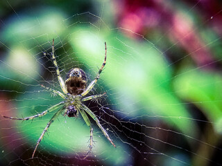 Spider on web