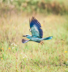 Wall Mural - european roller flying  