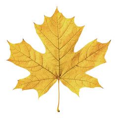 Wall Mural - PNG Yellow maple leaf in autumn sunlight