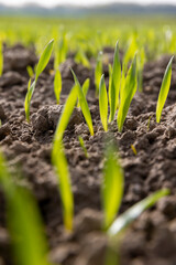 Wall Mural - green sprouts of frost-resistant wheat, close-up