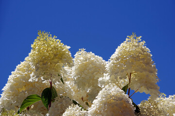 Wall Mural - Large white hydrangea tree blossoms