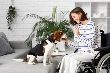 Wall Mural - Young pretty woman in wheelchair playing with Beagle dog at home