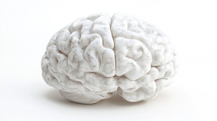 Poster - 3D rendered illustration of a medically accurate white brain isolated on a white background