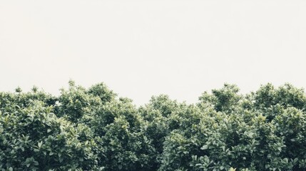 Poster - Isolated green forest on a background created through 3D rendering and illustration techniques