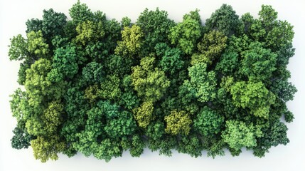 Poster - Isolated green forest on a background created through 3D rendering and illustration techniques