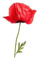 Wall Mural - PNG Red poppy flower on white background