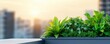 © Design Concept No.1 - Urban rooftop garden in early morning, plants bathed in diffused sunlight, fresh and vibrant, cityscape background