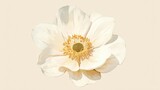 A single white anemone with a yellow center