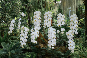 White Phalaenopsis orchids or moth orchids blooming in ornamental garden