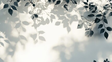 Poster - Gray shadows of hawthorn leaves cast on a white wall creating an abstract neutral nature theme with a blurred background Ideal for text placement
