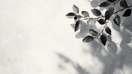 Poster - Gray shadows of hawthorn leaves cast on a white wall creating an abstract neutral nature theme with a blurred background Ideal for text placement