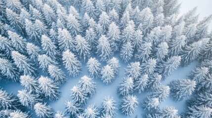 Poster - Aerial View of a Snow Covered Pine Forest