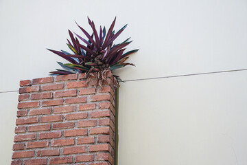 Poster - A small plant pushes through the top of a brick wall, showcasing the power of nature to overcome obstacles. Plant Growing Through a Brick Wall.