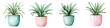 © T Studio - Lush and Thriving Spider Plant in Stylish Ceramic Pot Ideal Decor for Modern and Minimalist Home or Office Spaces  Brings Natural Greenery and Calming Ambience