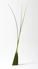 Poster - A minimalist arrangement of tall green grass-like plants against a white background.