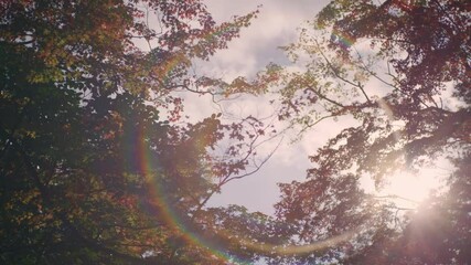 Wall Mural - dramatic view of maple leaves on a tree swaying in wind in autumn or fall, nature or outdoor, nostal