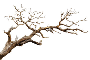 old dry tree branch
