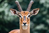 close-up portrait of a majestic antelope with striking horns