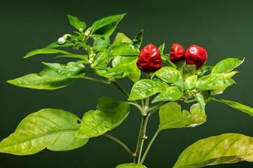 Wall Mural - Ornamental pepper Aladdin on a green background