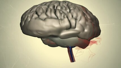 Poster - detailed view of a human brain showing structure and anatomy generative ai
