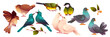 © klyaksun - Colorful set of cartoon birds - brown sparrows, blue parakeets, white doves, yellow titmouse and grey pigeons. Feathered characters couples in different poses and leafy branches with berries. © klyaksun - Colorful set of cartoon birds - brown sparrows, blue parakeets, white doves, yellow titmouse and grey pigeons. Feathered characters couples in different poses and leafy branches with berries.