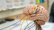 © SMART.art - Close-up of human brain model with colorful wires connecting to represent neural activity, symbolizing mental exercise and cognitive development, with copy space for text or design.