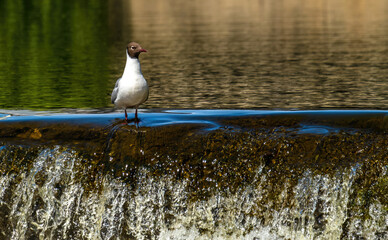 A seagull stands in the water on a stone threshold.