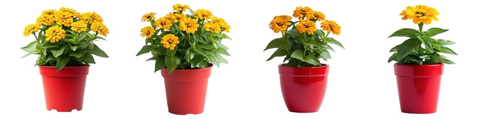 Wall Mural - Beautiful Yellow Zinnias With Fresh Green Foliage In Modern Red Container Isolated on Transparent Background