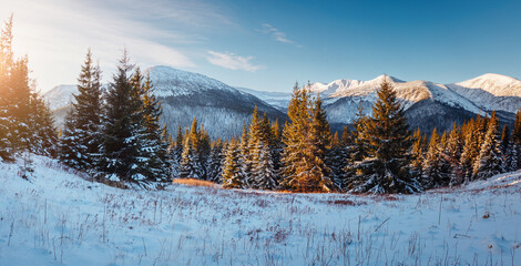 Fototapete - A gorgeous view of the mountain ridge and snow-covered fir trees. Chornohora ridge, Carpathian mountains, Ukraine, Europe