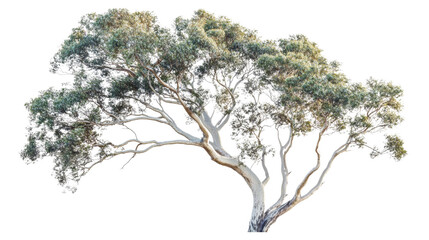 eucalyptus tree isolated on transparent background for garden design.
