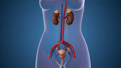 Anatomy of the female urinary system