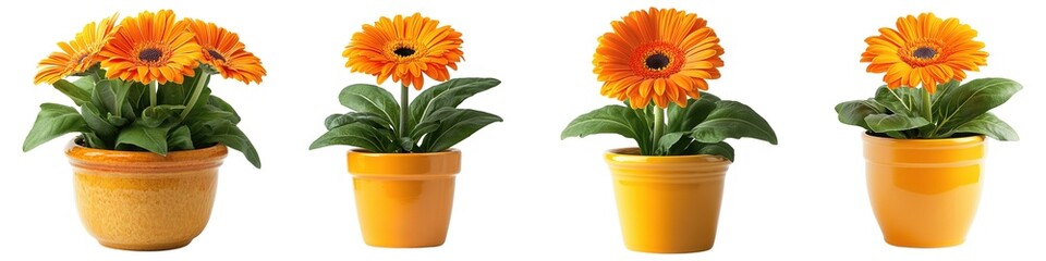 Wall Mural - Stunning Orange Gerbera Plant with Rich Green Leaves in Perfectly Matched Container Isolated on Transparent Background