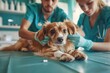 © Vlad - Pet Veterinary. Two Veterinarians Carefully Bandaging a Cute Dog at a Clinic